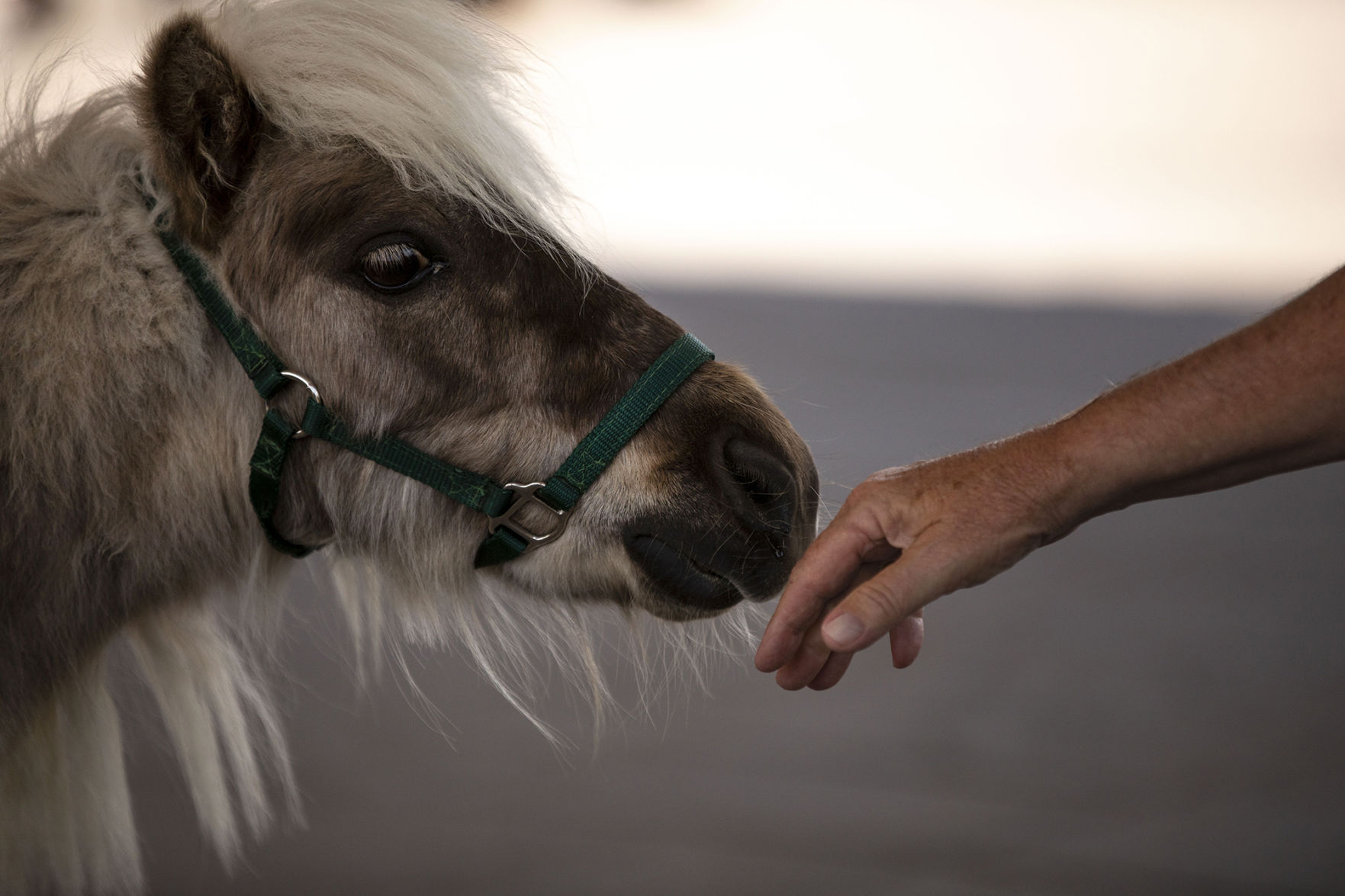 053020-news-minihorses 08.jpg